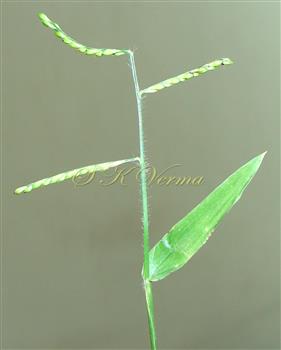   Inflorescence